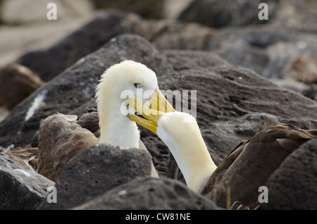 L'Equateur, Galapagos, l'île d'Espanola (aka Hood), Punta Suarez. Albatros endémiques (Wild : Phoebastria irrorata). Banque D'Images