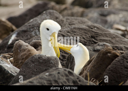 L'Equateur, Galapagos, l'île d'Espanola (aka Hood), Punta Suarez. Albatros endémiques (Wild : Phoebastria irrorata). Banque D'Images