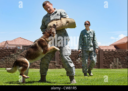 Le chef d'équipe d'Airman Corbin Carlson et le sergent d'état-major. Janna McDonald, les maîtres-chiens de travail militaires du 99e Escadron des forces de sécurité, train Elza, un chien de travail militaire, 13 août 2012, à la base aérienne de Nellis, au Nevada, Carlson et McDonald utilisent une variété de commandements pour garder les chiens prêts à affronter n'importe quelle situation. ( Banque D'Images