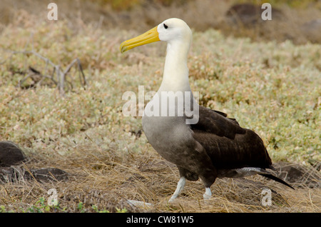 L'Equateur, Galapagos, l'île d'Espanola (aka Hood), Punta Suarez. Albatros endémiques (Wild : Phoebastria irrorata). Banque D'Images