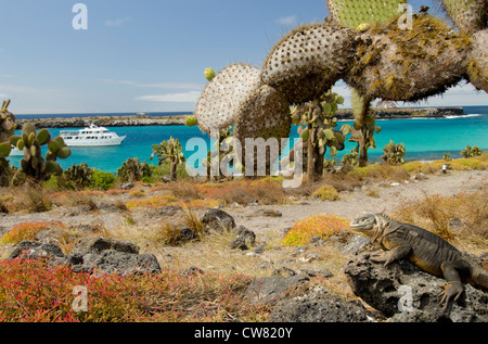 L'Equateur, Galapagos, l'île South Plaza. Iguane terrestre endémique (WILD : Conolophus subcristatus) dans l'habitat rocheux avec cactus. Banque D'Images