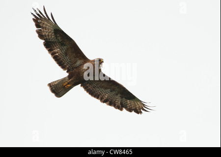 Buse variable (Buteo buteo) photographié dans le galloway hills de l'Ecosse. Banque D'Images
