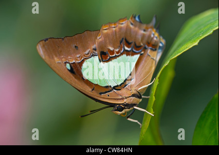 Un papillon Nawab commun Banque D'Images