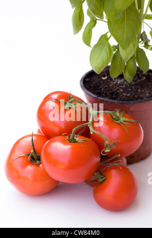 Lycopersicon esculentum et un pot d'Ocimum basilicum contre un fond blanc. Banque D'Images