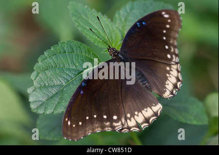 Un grand papillon femelle Gold Music Banque D'Images