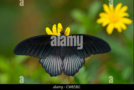 Une asiatique Swallowtail butterfly Banque D'Images