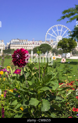 La Grande Roue dans le jardin des Tuileries et le Musée du Louvre Paris, Ile de France, France, Europe, UNION EUROPÉENNE Banque D'Images