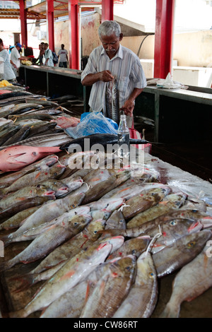 L'homme à la vente du poisson à Sir Selwyn Clark le Marché aux poissons, l'île de Mahé, Seychelles Banque D'Images