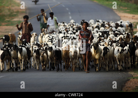 Jeune berger garçon avec des chèvres sur la route de l'Andhra Pradesh en Inde du Sud Banque D'Images