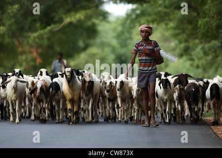 Jeune berger garçon avec des chèvres sur la route de l'Andhra Pradesh en Inde du Sud Banque D'Images