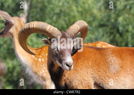 Belle mouflon ram debout avec un troupeau de cerfs en jachère dans un boîtier d'animaux Banque D'Images