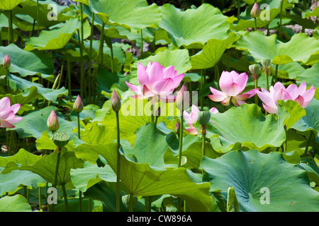 Une ligne de lotus rose fleurs en milieu de feuilles de lotus vert...dans une journée ensoleillée Banque D'Images