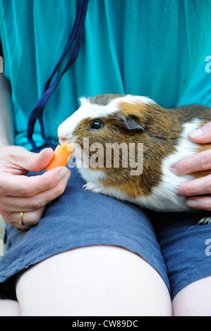 L'alimentation à la main femme cochon animal avec carotte, Banque D'Images