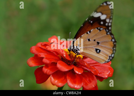 Striped Tiger papillon sur fleur Dahlia rouge Banque D'Images
