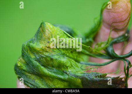 Couverture contre les mauvaises herbes (Cladophora sp. ) . Algues filamenteuses, tenue à la main. Glanés dans un étang en été. Banque D'Images