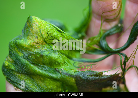 Couverture contre les mauvaises herbes (Cladophora sp. ) . Algues filamenteuses, tenue à la main. Glanés dans un étang en été. Banque D'Images