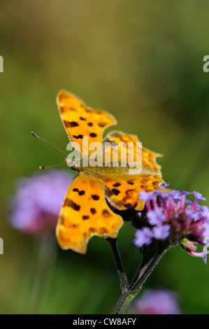 Papillon, virgule, polygonia c-album, se nourrissant de verveine bonariensis, Angleterre, Banque D'Images