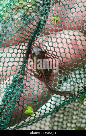 Grenouille Rousse (Rana temporaria). La métamorphose presque terminé de têtard en grenouille ; queue pour être absorbée. Assis dans un filet. Banque D'Images