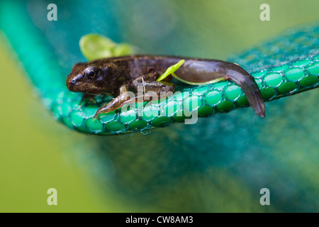 Grenouille Rousse (Rana temporaria). La métamorphose des têtards de grenouille presque terminé ; la queue pour être absorbée. Assis sur le coin d'un filet. Banque D'Images