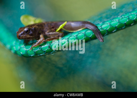 Grenouille Rousse (Rana temporaria). La métamorphose des têtards de grenouille presque terminé ; la queue pour être absorbée. Assis sur le coin d'un filet. Banque D'Images