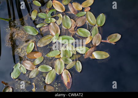 La bistorte (amphibie Persicaria amphibia). De plus en plus au bord de l'eau d'un étang sur le terrain. Banque D'Images