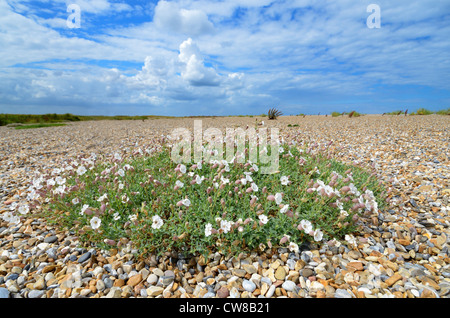 Campion Silene maritima, la mer, la floraison touffe poussant sur des galets, le CLAJ, North Norfolk Banque D'Images