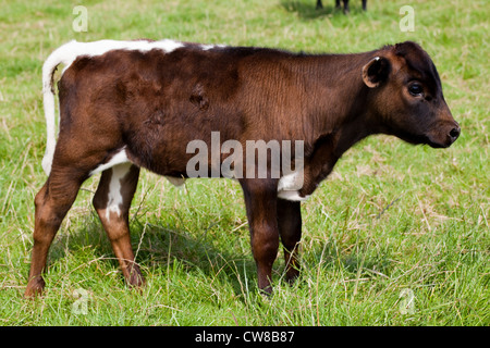 Gloucester (Bos taurus). Veau. Le Norfolk. Type de couleur acajou et montrant les marques typiques de la race ; croupion blanc et la queue. Banque D'Images