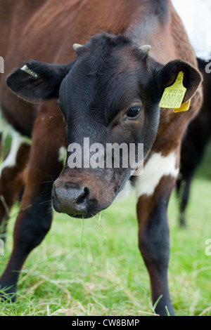 Gloucester Vache (Bos taurus). Jeune génisse. 'Corne' bourgeons sont discernables sur le sommet de la tête. Race rare. Banque D'Images