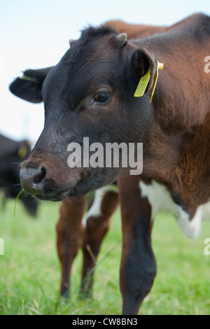 Gloucester Vache (Bos taurus). Jeune génisse. 'Corne' bourgeons sont discernables sur le sommet de la tête. Race rare. Banque D'Images