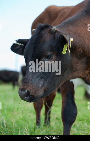 Génisse de Gloucester (Bos taurus). Jeune génisse. 'Corne' bourgeons sont discernables sur le sommet de la tête. Race rare. Banque D'Images