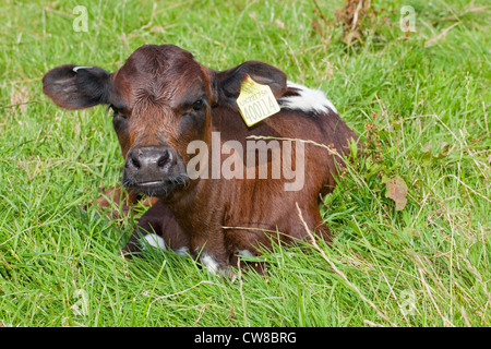 Gloucester bovins (Bos taurus). Veau. Née dans le domaine et boucles d'identification déjà tagué par stockman. Banque D'Images