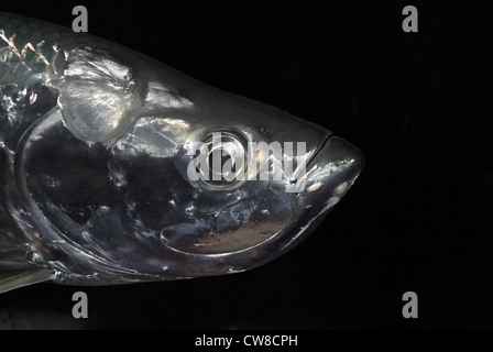 Close-up vue latérale d'un Tarpon Megalops atlanticus de nuit avec des parasites sur sa bouche, la mer des Caraïbes, Océan Atlantique, Belize Banque D'Images