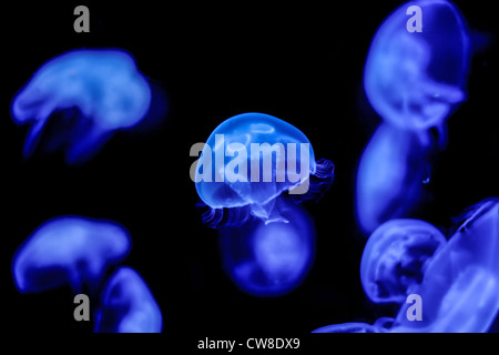 Beaucoup de blue moon jelly fish swimming Banque D'Images