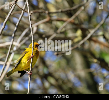 Homme Cape Weaver (Ploceus capensis) dans l'arbre, Province de Western Cape , Afrique du Sud. Banque D'Images