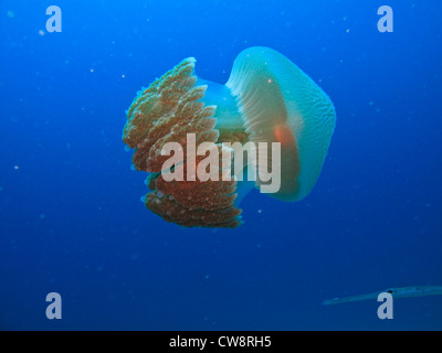 Libre Vue de côté presque transparent corps bioluminescente de fort jelly fish rhizostome de cnidaires sur Great Barrier Reef austra Banque D'Images