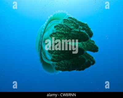 Libre vue latérale du corps presque transparent de fort jelly fish rhizostome de cnidaires sur la grande barrière de corail en Australie Banque D'Images