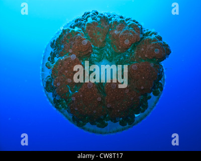 Libre Vue de dessous de tentacules et de la bouche de méduse rhizostome cnidaires, piscine sur la grande barrière de corail en Australie Banque D'Images