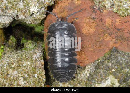 Le sud du comprimé (cloporte Armadillidium depressum) sur un vieux mur de brique Banque D'Images