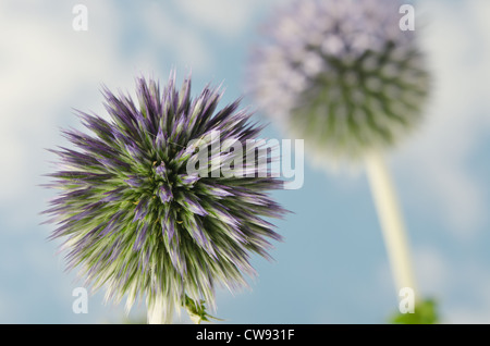 Détails pour globe thistle against blue sky et les nouvelles fleurs fleurs Echinops Banque D'Images