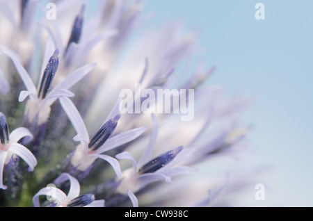 Détails pour globe thistle against blue sky et les nouvelles fleurs fleurs Echinops Banque D'Images