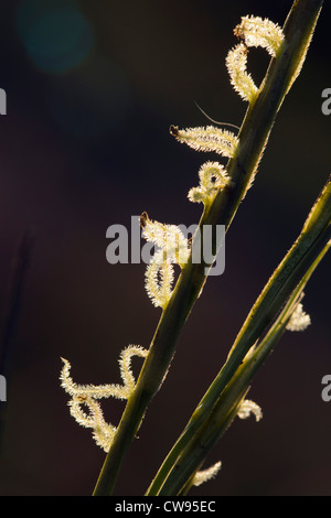 Cord-Grass Spartina anglica commun ; ; les fleurs et le pollen ; UK Banque D'Images