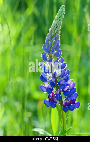 Seul lupin bleu en vert nature background Banque D'Images