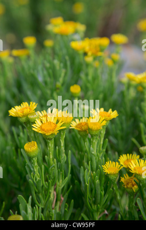 Inula crithmoides Samphire doré ; ; ; ; la côte de Gower Wales ; UK Banque D'Images