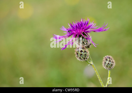 La centaurée Centaurea scabiosa plus ; ; Pays de Galles ; Royaume-Uni ; l'été Banque D'Images