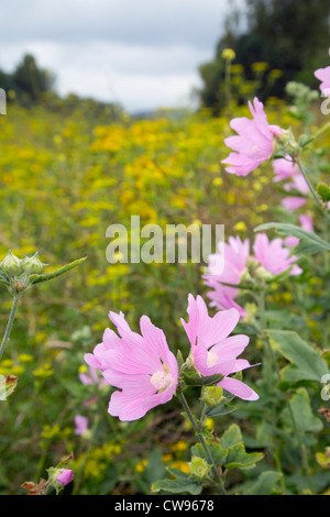 Marsh Mallow, Althaea officinalis, Cornwall, UK Banque D'Images