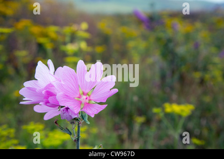 Marsh Mallow, Althaea officinalis, Cornwall, UK Banque D'Images