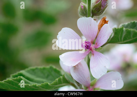 Marsh Mallow, Althaea officinalis, Cornwall, UK Banque D'Images