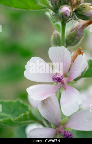 Marsh Mallow, Althaea officinalis, Cornwall, UK Banque D'Images