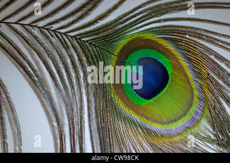 Plume de paon Banque D'Images