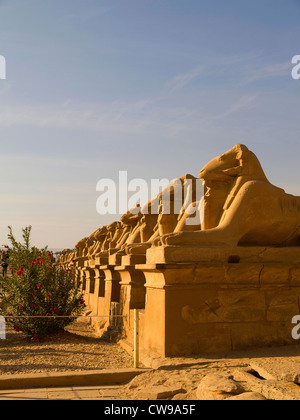 L'Avenue des béliers à l'ancien Temple de Karnak complexe près de Louxor dans la vallée du Nil en Egypte Banque D'Images